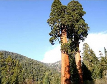 » Mammutbaum/Riesenmammutbaum 25 SAMEN – Redwood – Winterhart