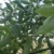 1 tasche pfeffersamen hermaphroditische blühende blühende lang helle outdoor gartensamen Pfeffer Samen - 5