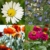 Blumen Samen für Garten und Balkon: 10 Sorten Premium Blumensamen Tütchen als Pflanzensamen Set – Balkonblumen Samen – Wildblumensamen Saatgut Balkon und Samen Garten – Blumensamen Balkon von OwnGrown - 2
