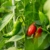 Chili Samen Set mit 8 Sorten Chilisamen für Garten und Balkon: Premium Chilisortiment – Bunte und alte Chili Pflanzen – Praktisches Chili Set mit milden und scharfen Chilli Pflanzen von OwnGrown - 3