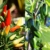Chili Samen Set mit 8 Sorten Chilisamen für Garten und Balkon: Premium Chilisortiment – Bunte und alte Chili Pflanzen – Praktisches Chili Set mit milden und scharfen Chilli Pflanzen von OwnGrown - 6