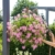 Gardena Comfort Blumenampel-Gießstab: Robuste Gartenbrause zur Bewässerung und Reinigung, 90 cm lang, mit Brause-/Perlstrahl, Frostschutz (18335-20) - 3