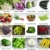 Gartengemüse Pflanzen Samen Set | Saatgut und Anzuchtset mit 16 Gemüse Sorten und 445 Pflanzensamen aus Portugal | 100% Natur Saat (Keine Chemie/künstliche Wachstums-Helfer) - 2