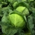Gartengemüse Pflanzen Samen Set | Saatgut und Anzuchtset mit 16 Gemüse Sorten und 445 Pflanzensamen aus Portugal | 100% Natur Saat (Keine Chemie/künstliche Wachstums-Helfer) - 4