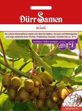 Kiwi Saat von Dürr Samen Saatgut bildet Kletterpflanze - 1