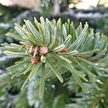 Nordmanntanne zum Pflanzen: Mein Weihnachtsbaum 2028 – Premium Weihnachts Samen für 5x Nordmanntanne Weihnachtsbaum – Tannenbaum für Garten – Nordmanntanne Samen – Saatgut für Weihnachten v. OwnGrown - 3