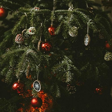 Nordmanntanne zum Pflanzen: Mein Weihnachtsbaum 2028 – Premium Weihnachts Samen für 5x Nordmanntanne Weihnachtsbaum – Tannenbaum für Garten – Nordmanntanne Samen – Saatgut für Weihnachten v. OwnGrown - 6