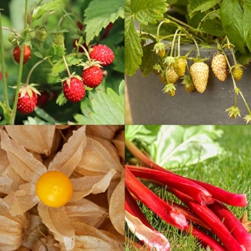 Obst Samen Set: Premium Garten Obst Saatgut mit 8 Sorten Obst Pflanzen für Garten und Balkon – Wassermelone Samen, Erdbeeren Samen, Andenbeere, Rhabarber uvm. – Obstsamen Geschenk Set von OwnGrown - 3