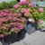 Ondis24 Pflanzkübel Vulkan Pierre 50, Blumentopf 50 x 50 cm, Garten Blumenkübel, Schiefer Optik Pflanzkübel mit Wasserspeicher, Pflanzenkasten hoch, Winterfest - 3