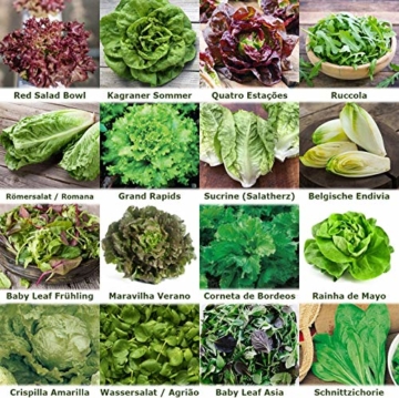 Salate Saat 16 x 100 Saatgut Salat Mix 100% Natursamen handverlesen aus Portugal, seltene und alte Sorten, Samen mit hoher Keimrate, Salatsamen für Garten, Balkon, Terrasse, Gewächshaus - 2