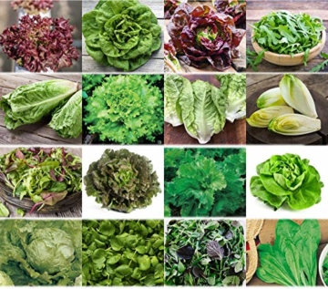 Salate Saat 16 x 100 Saatgut Salat Mix 100% Natursamen handverlesen aus Portugal, seltene und alte Sorten, Samen mit hoher Keimrate, Salatsamen für Garten, Balkon, Terrasse, Gewächshaus - 1