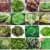 Salate Saat 16 x 100 Saatgut Salat Mix 100% Natursamen handverlesen aus Portugal, seltene und alte Sorten, Samen mit hoher Keimrate, Salatsamen für Garten, Balkon, Terrasse, Gewächshaus - 1