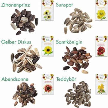 Sonnenblumen Samen Set: Premium Sonnenblumen Saatgut mit 6 Sorten schöner Sommerblumen Samen - Garten Geschenk Anzuchtset - Blumen für Bienen - Blumensamen Sonnenblumen - Saatgut Blumen von OwnGrown - 2