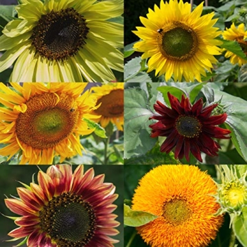 Sonnenblumen Samen Set: Premium Sonnenblumen Saatgut mit 6 Sorten schöner Sommerblumen Samen - Garten Geschenk Anzuchtset - Blumen für Bienen - Blumensamen Sonnenblumen - Saatgut Blumen von OwnGrown - 3