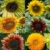 Sonnenblumen Samen Set: Premium Sonnenblumen Saatgut mit 6 Sorten schöner Sommerblumen Samen - Garten Geschenk Anzuchtset - Blumen für Bienen - Blumensamen Sonnenblumen - Saatgut Blumen von OwnGrown - 3