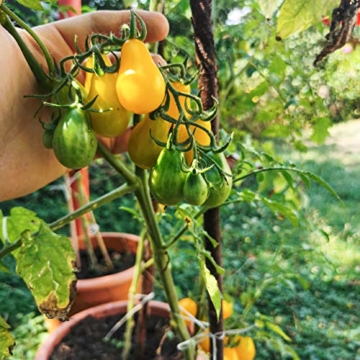 Tomaten Samen Set mit 12 Sorten Tomatensamen für Garten und Balkon: Premium Tomaten Anzuchtset – Köstliche, bunte und alte Tomatensorten von OwnGrown – Garten Samen Gemüse als praktisches Tomaten Set - 6